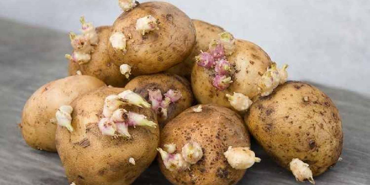 patates-filizlenmesi-nasil-onlenir-1.jpg