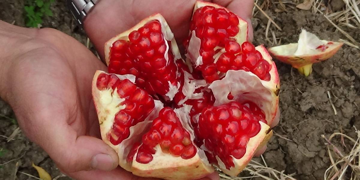 balikesir-havran-nari-1