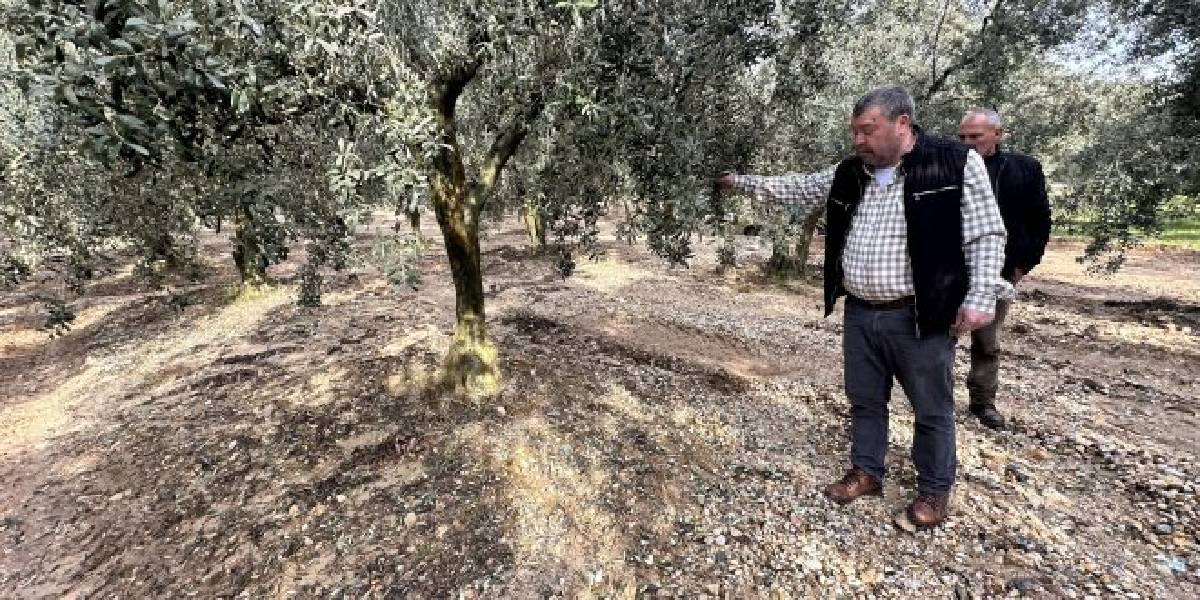 bursada-micir-zeytin-agaclarini-kurutuyor-1
