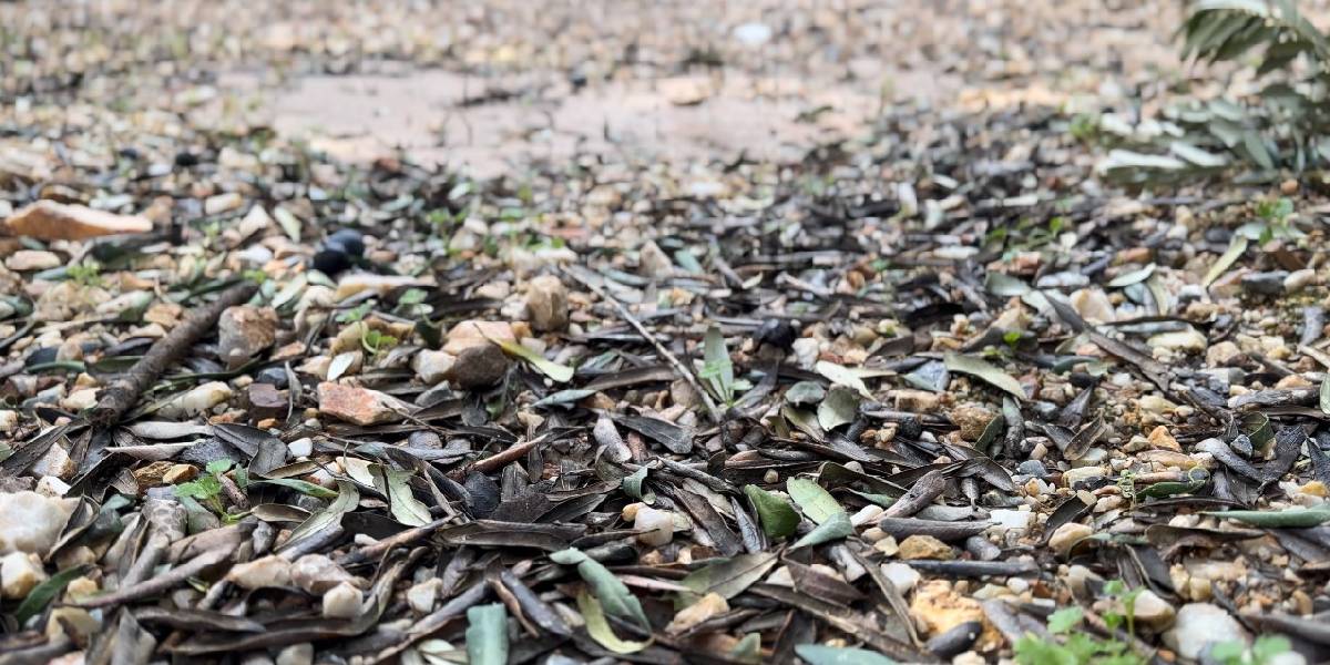 bursada-micir-zeytin-agaclarini-kurutyor-1