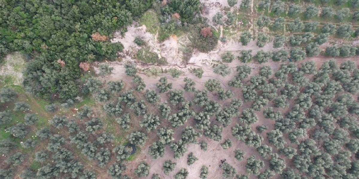 bursada-micir-zeytin-agaclarini-kurutyor