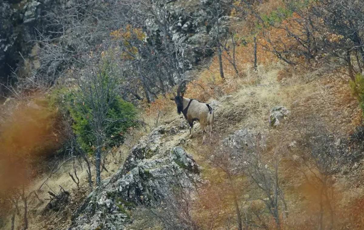 tunceli-dag-kecisi-avciligi-denetimi-2.jpg