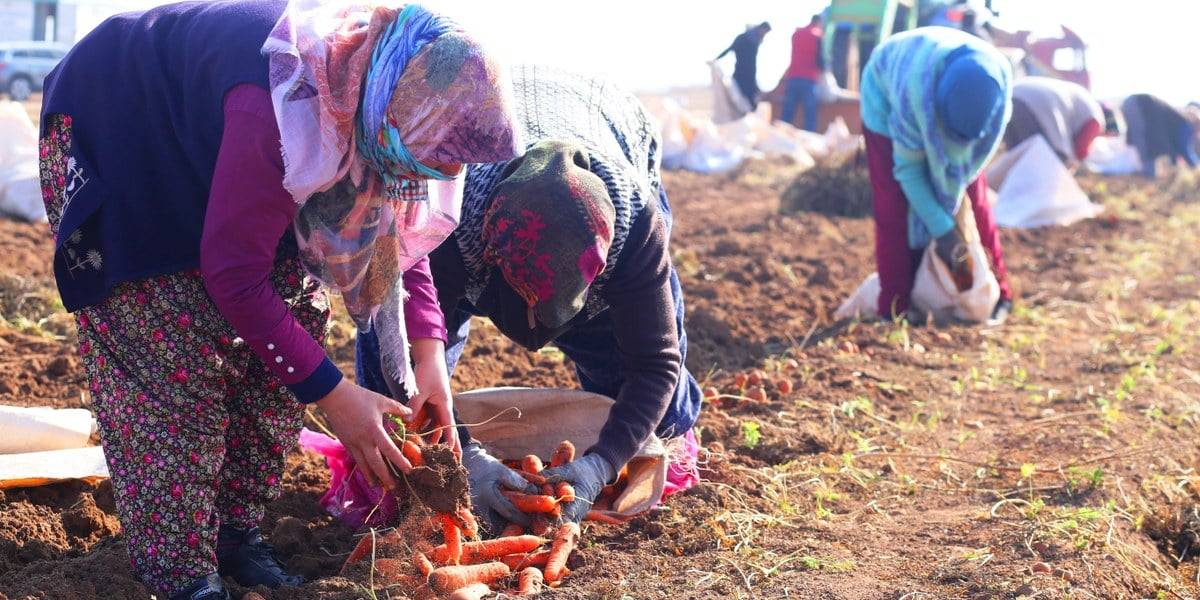 konyada-havuc-hasadi-1