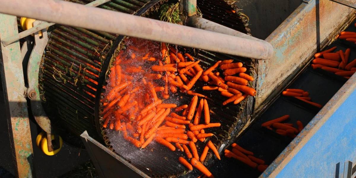 konyada-havuc-hasadi-3