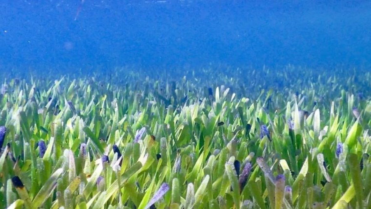 dunyanin-en-buyuk-canlisi