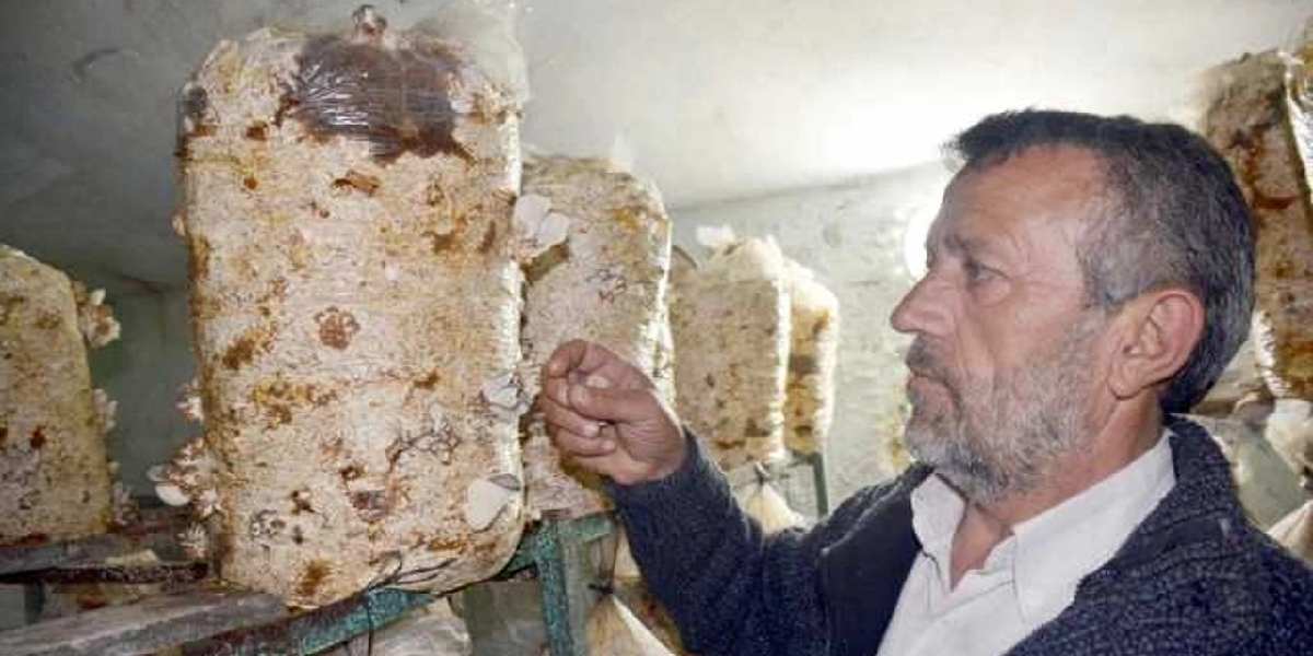 mantar-yetistirmek-kapak.jpg