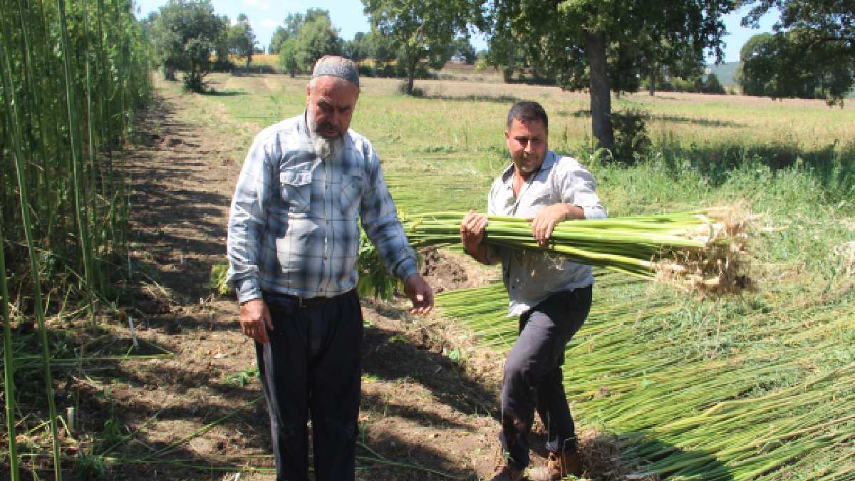 samsun-kenevir-kapak.jpg