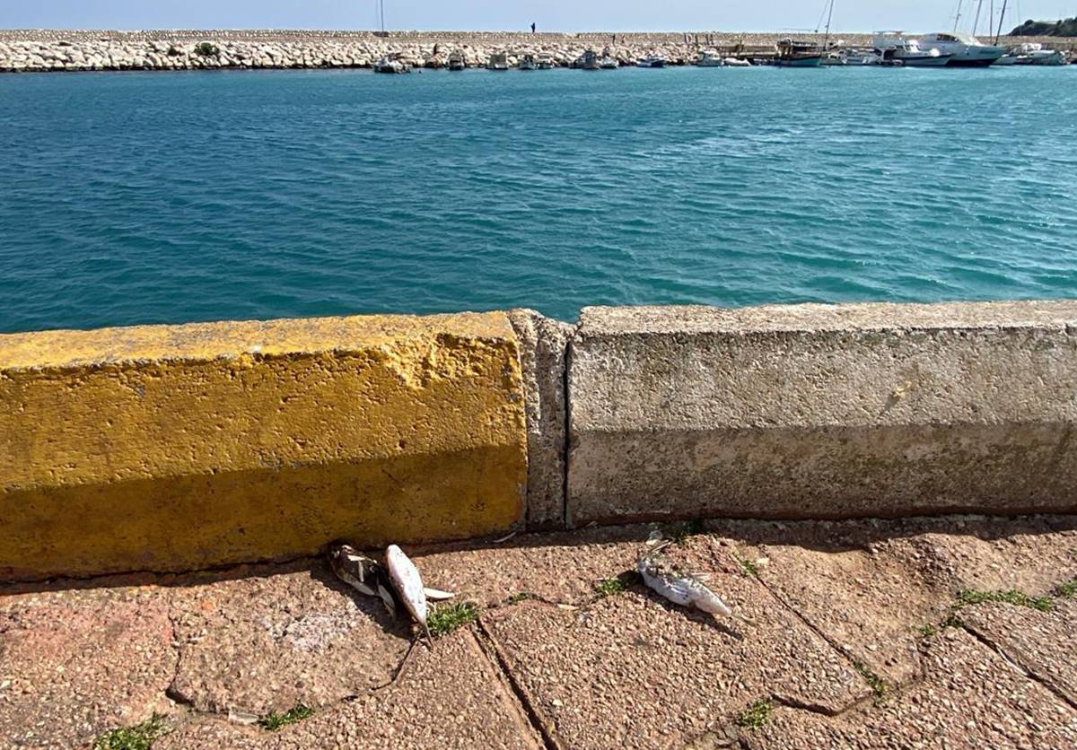 balon-baligi-yersek-ne-olur