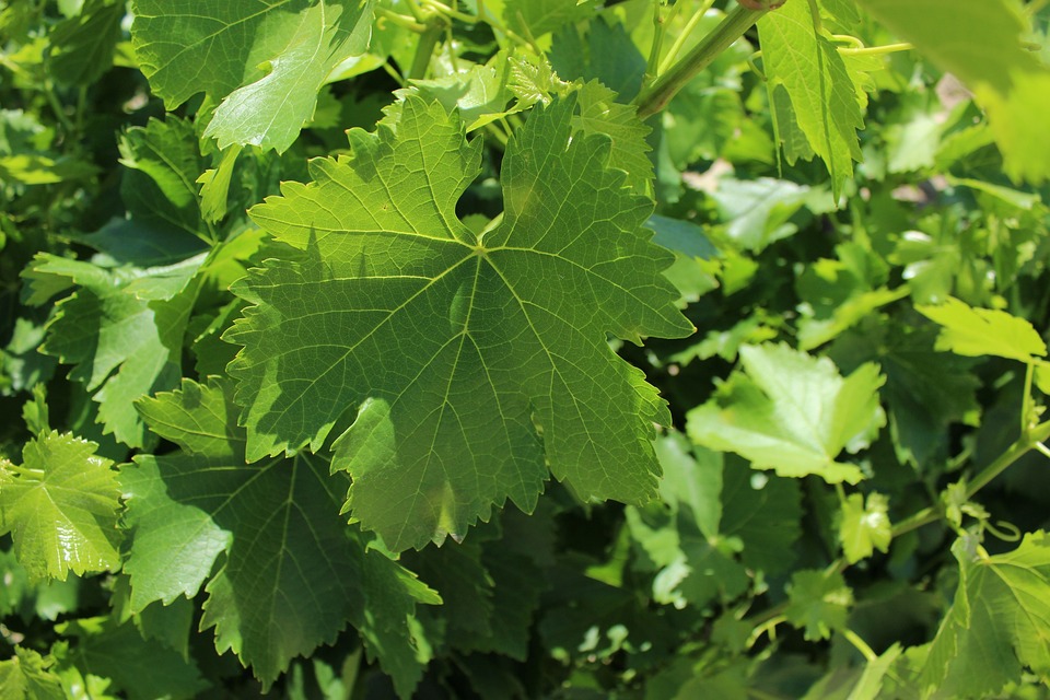 grape-leaves-closeup-1525430-960-720.jpg
