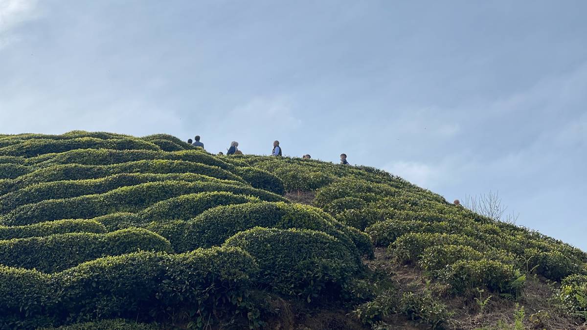 rize-cayeli-cay-bahcesinde-basi-kesilmis-ceset-bulundu-6.jpg