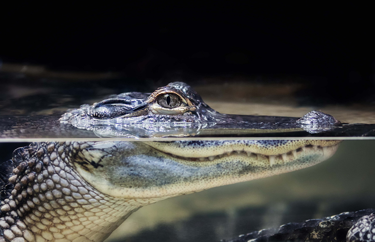 crocodiles-water-head-side-514669-1280x826.jpg