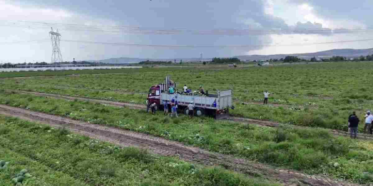 hatay-erzinde-karpuz-hasadi-2.jpg