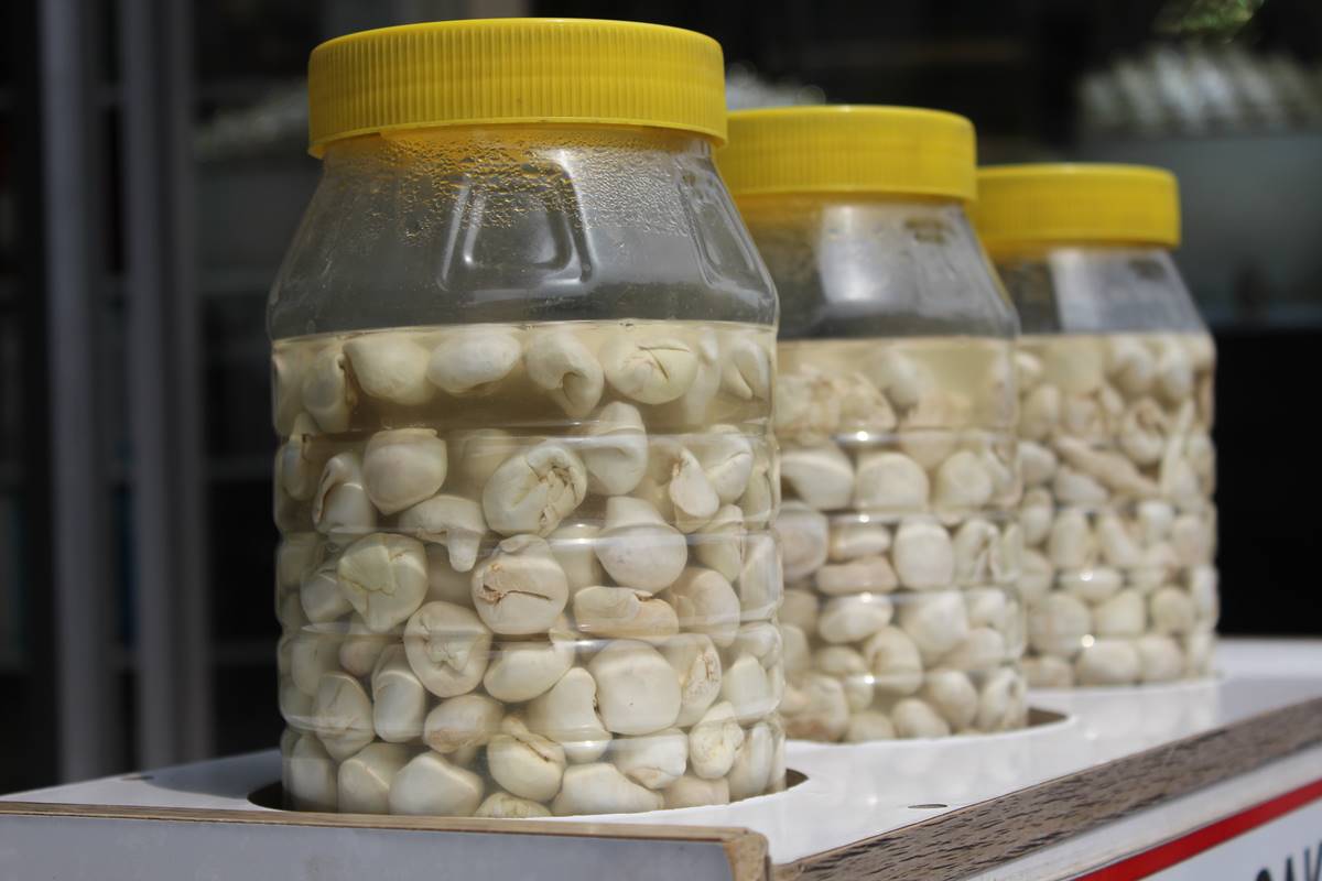 kenger-sakizi-faydalari-neler-fiyati-ne-kadar-4