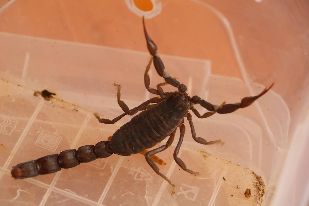 turkiyeye-arastirma-yapmaya-gelen-abdli-prof-dr-lorenzo-prendini-kacakcilik-yaparken-yakalandi-18