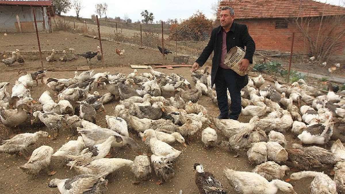 hobi-amacli-kurdugu-ciftlikte-ordek-yetistirdi-simdi-ihracata-hazirlaniyor-4.jpg