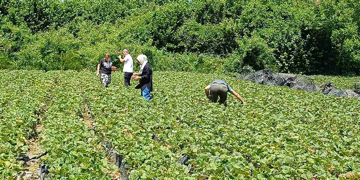 duzcede-cilek-hasadi-2.jpg