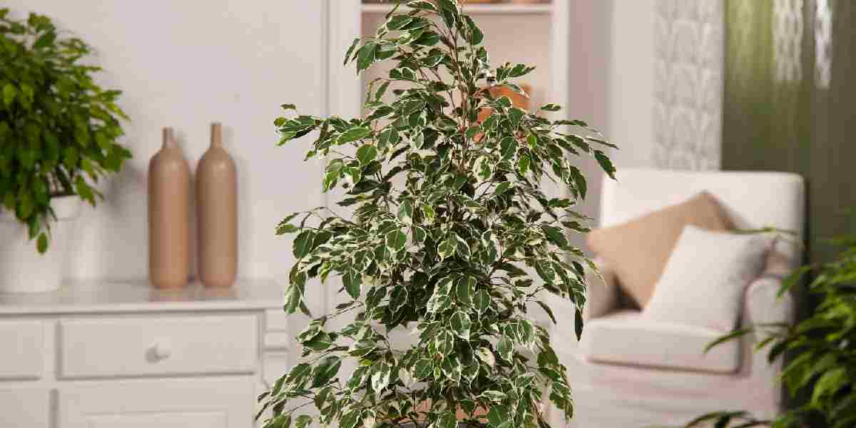 ficus-benjamina-1.jpg