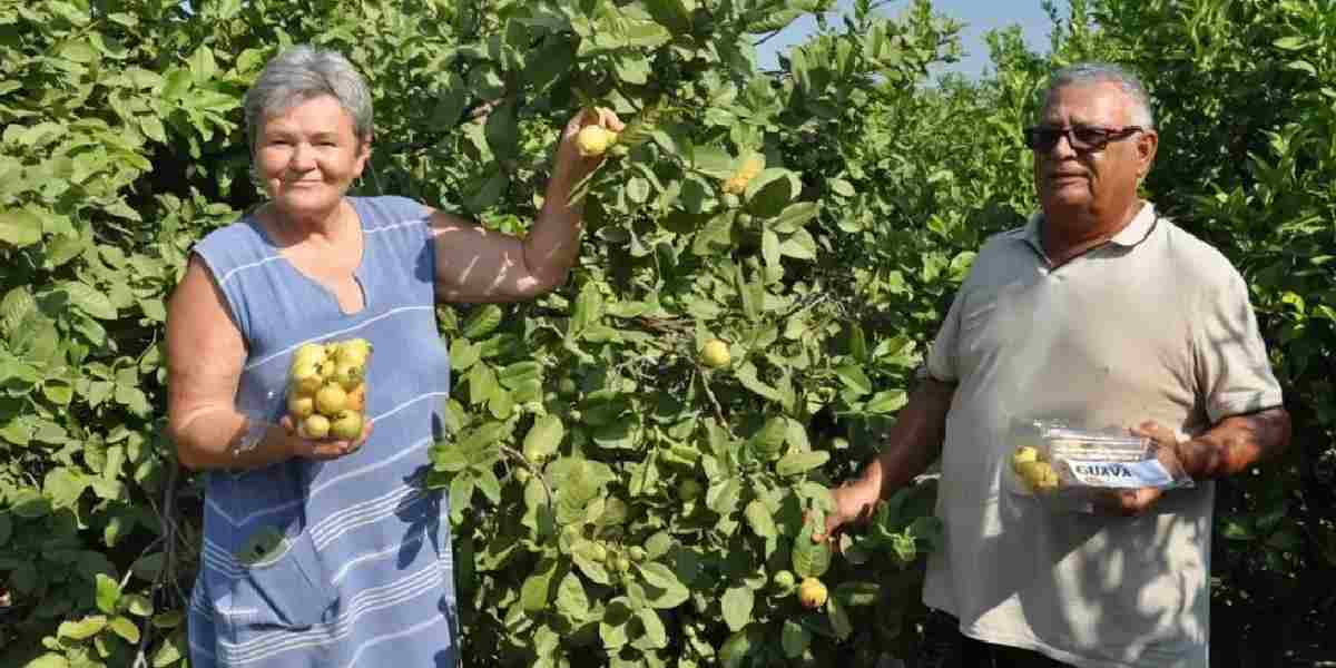 mersinde-guava-hasadi-1.jpg