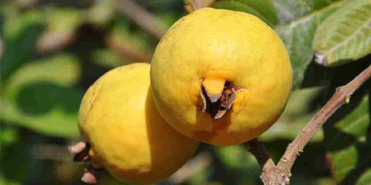 mersinde-guava-hasadi-3.jpg