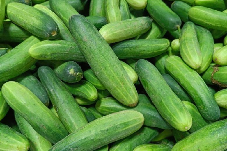 cucumis-sativus-780x520.webp