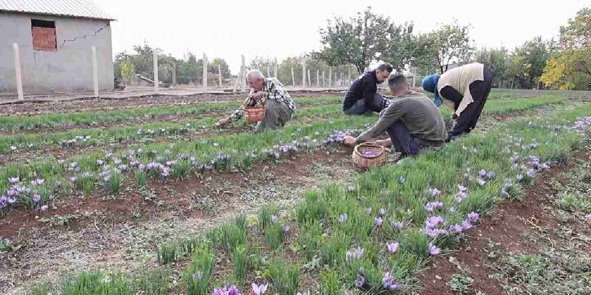 elazigda-safran-yetistiren-muhendis-bayram-caliskan-1.jpg