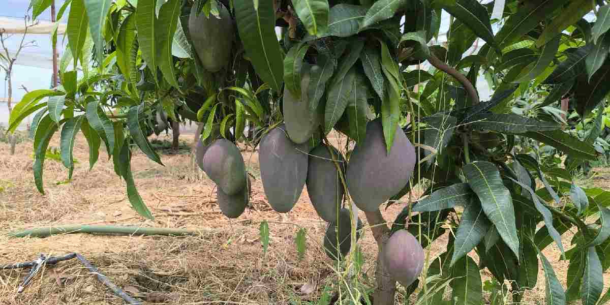 alanyada-mango-hasadi-1.jpg