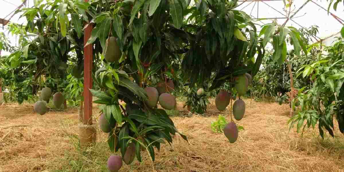 alanyada-mango-hasadi-3.jpg