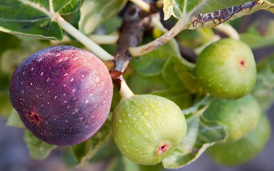 growing-figs-in-the-pacific-northwest-1080x675.jpg