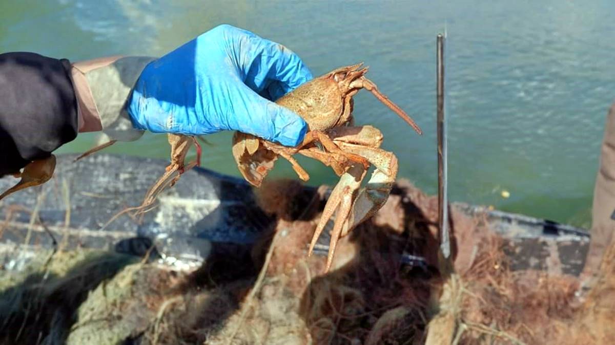 hayalet-ag-nedir-nerede-kullanilir-ne-ise-yarar-zararli-mi-neden-yasak-4