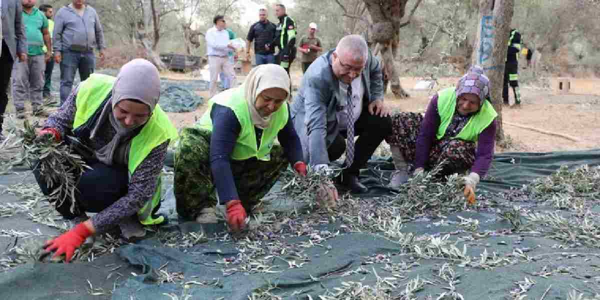 edremitte-zeytin-hasadi-1.jpg