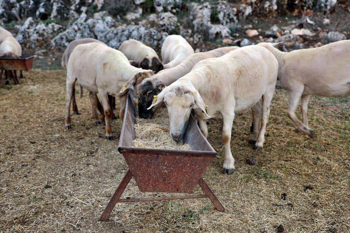 hatay-yayladagi-son-dakika-haberleri-5.jpg