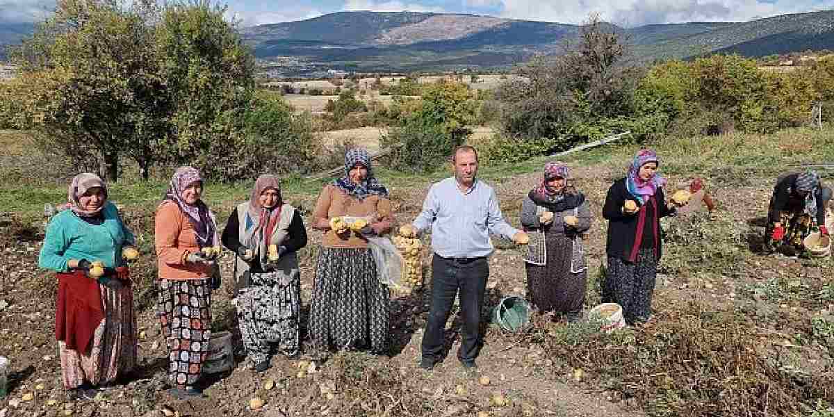 kutahyada-patates-hasadi-1.jpg