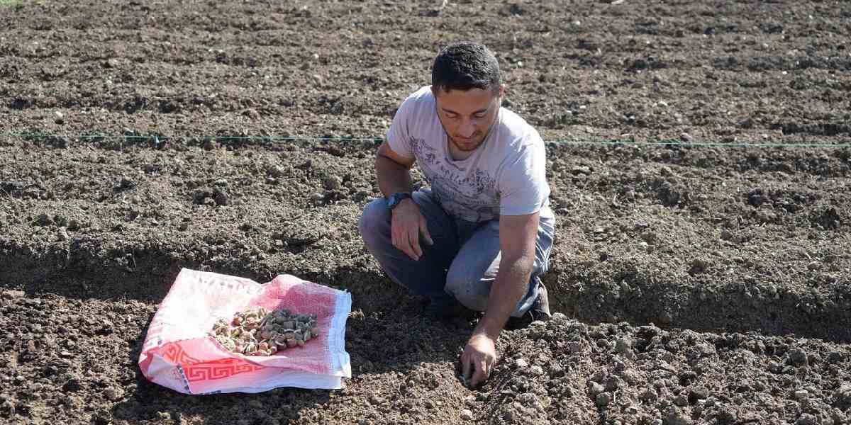 Toplanması yasak olan bitkiyi köyüne ekti köşeyi döndü! Kilosunu 2000 TL'den satıyor paraya para demiyor
