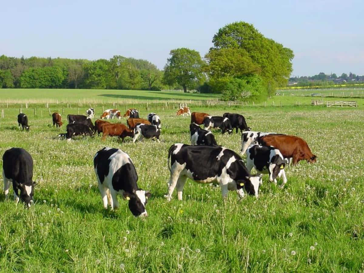 farm-animals-pictures-yx9lz789mrfi0qng.jpg