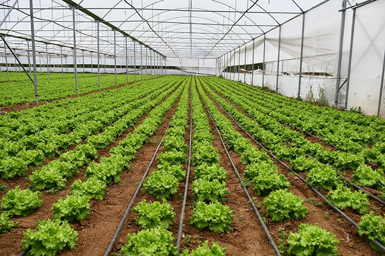 whatsapp-image-2025-02-05-at-08-18-32-1