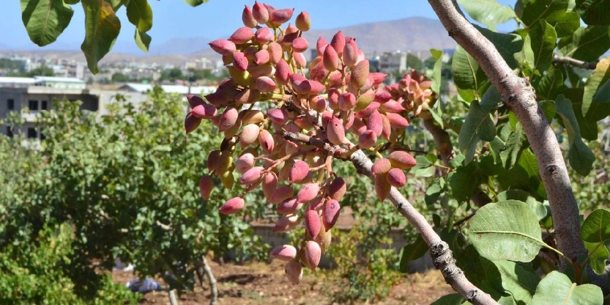 fistik-hasadi-1.jpg