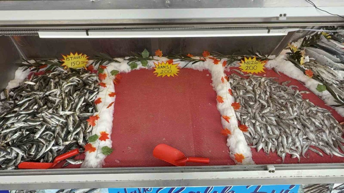 hamsi.jpg