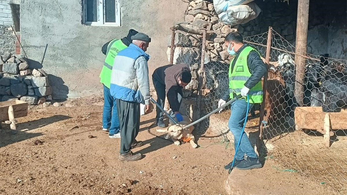 kuduz1.jpg