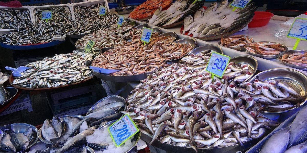 karadenizde-balik-sezonu-1.jpg