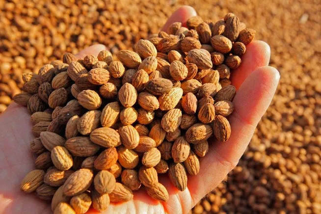 zeytin-cekirdegi3-olive-seeds.webp