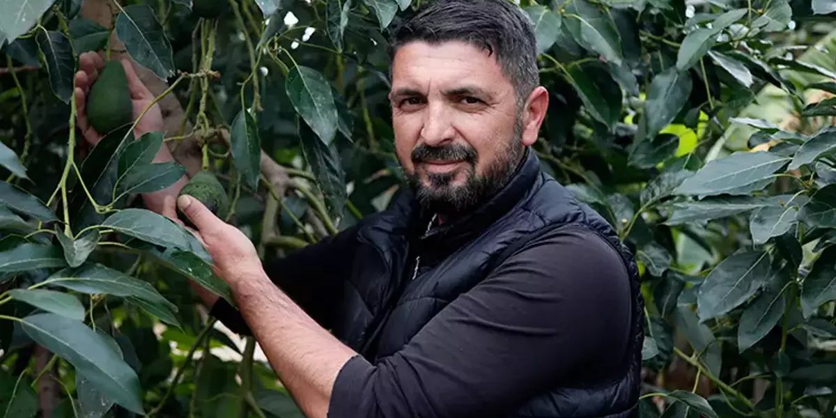 antalyada-avokado-1.jpg