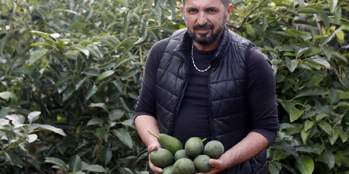 antalyada-avokado-3.jpg