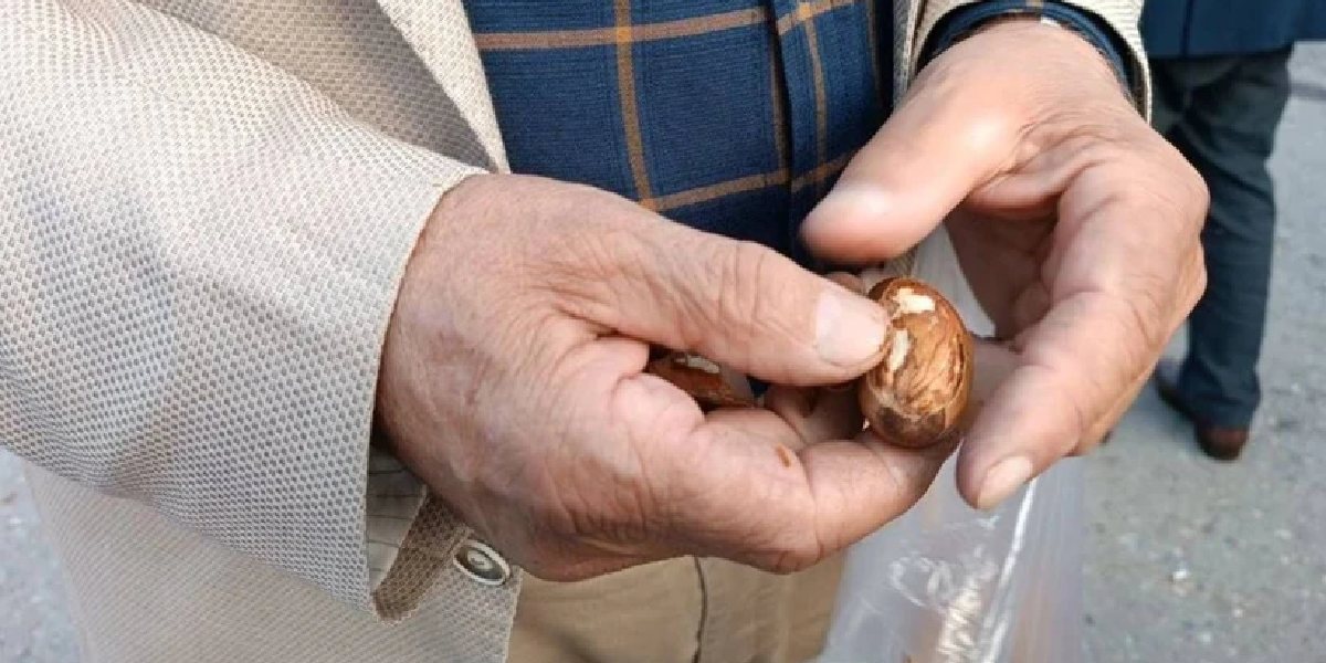 mese-palamudu-1.jpg