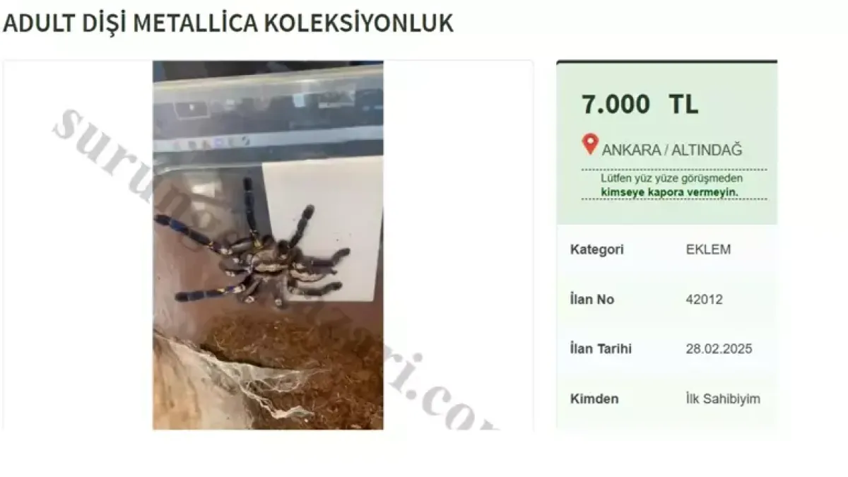 tarantula.webp
