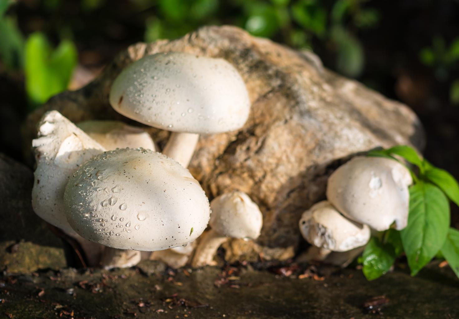 mushroom-nature-white-raindrop-4.jpg