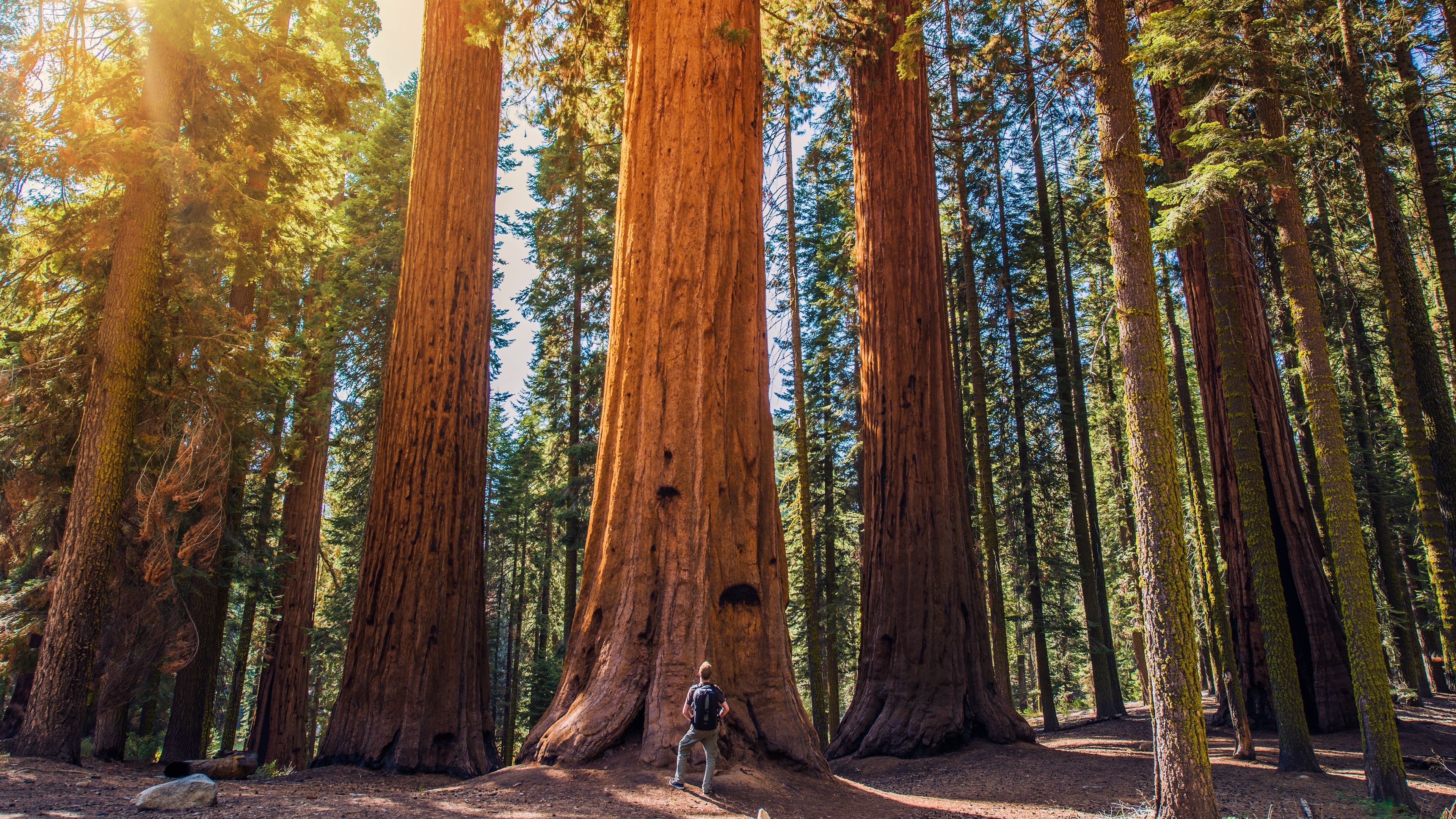 sequoia-vs-man.jpg