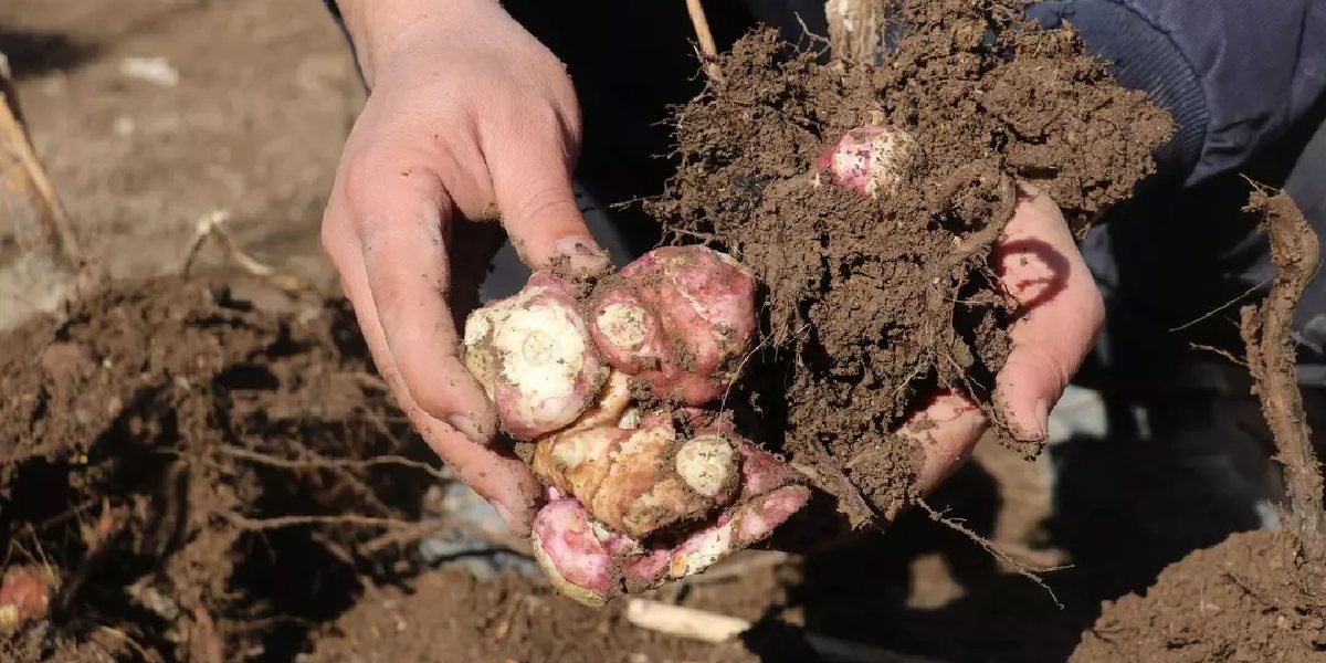 sivasta-yer-elmasi-yetistiren-2