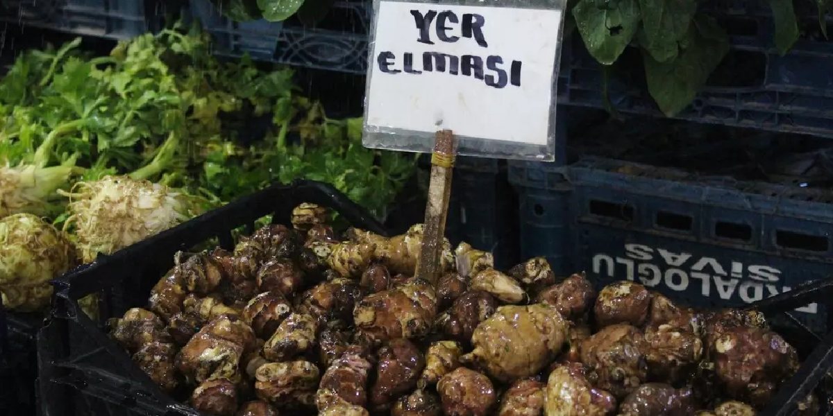 sivasta-yer-elmasi-yetistiren-3