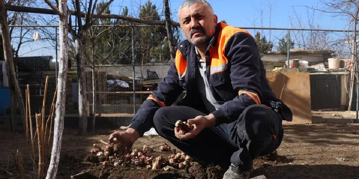 sivasta-yer-elmasi-yetistiren