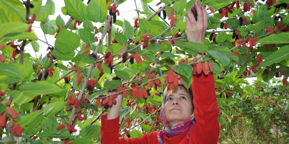 mersinde-ortualti-karadut-hasadi-1.jpg